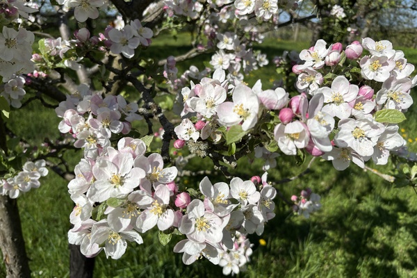 May 1st and May 8th, 2026