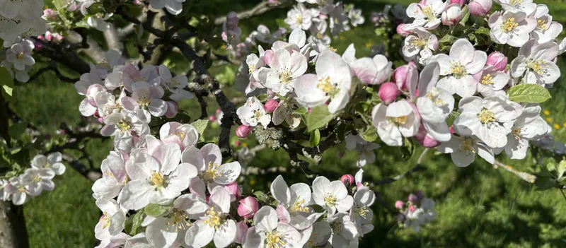 May 1st and May 8th, 2026